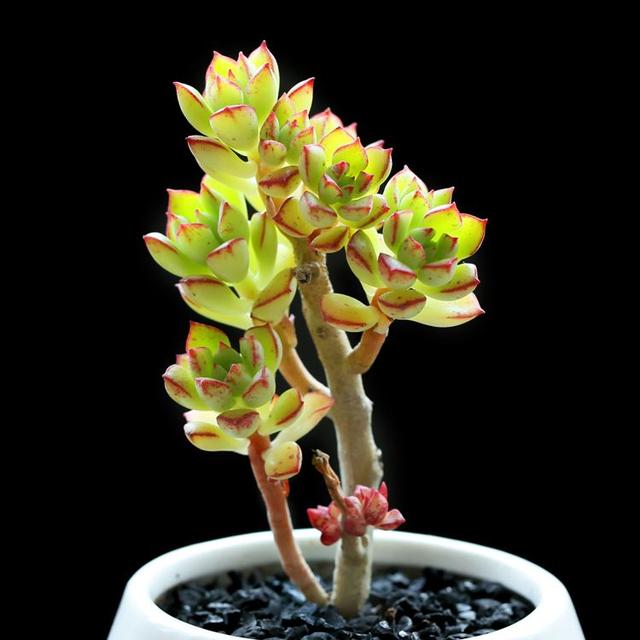 多肉要浇水吗，多肉多长时间浇一次水（养多肉浇水的6点“黄金法则”）