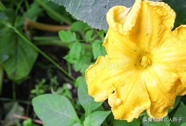 春天的花有哪些，春天21种可以食用的鲜花（一年四季都盛开的花是什么花）