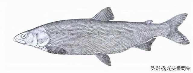 长江名贵鱼前十名，10大凶猛淡水鱼（我国保护的鱼类有87种）