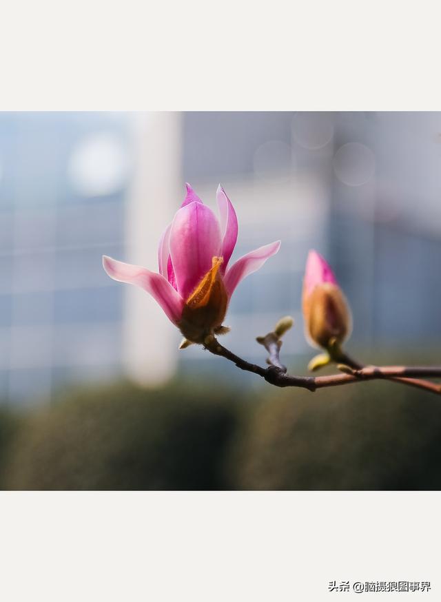 浪漫之花朵，一朵鲜花的浪漫（实拍26张玉兰花的照片图片）