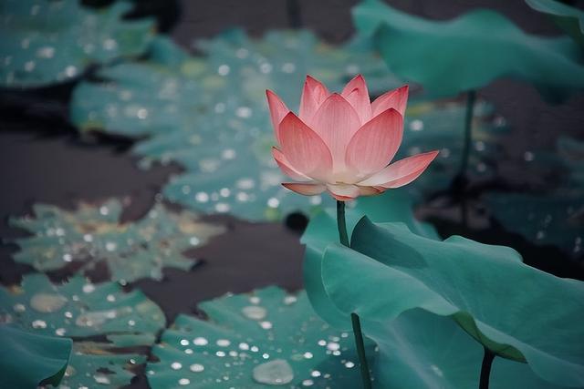 形容花漂亮唯美的诗句，形容花花草草非常优美的诗句（看盛夏最美丽的景象）