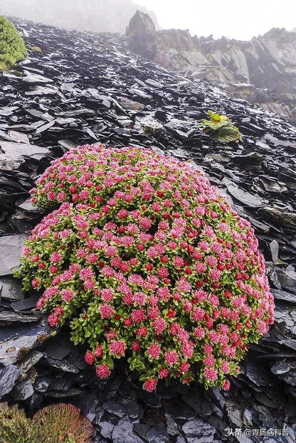 曼陀罗花的图片，曼陀罗花是什么（301味中药材的原植物彩色图谱）