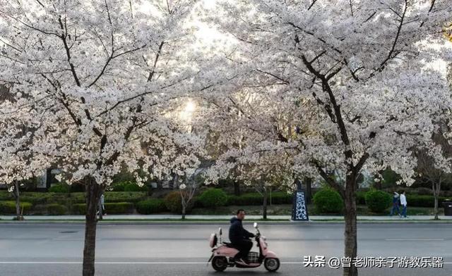 附近看花的地方，深圳最适合去赏花的地方（2023西安及周边赏樱花的地点大全）