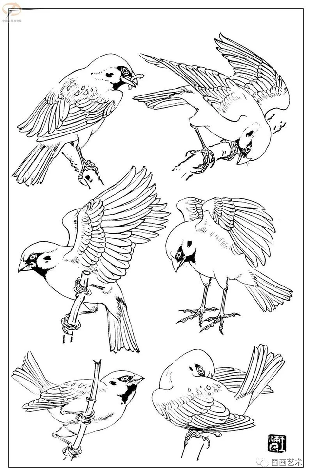 火的简笔画图片，火焰怎么画简笔画图片（画鸟参考——白描麻雀百图）