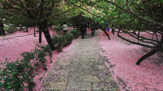 白色樱花的寓意，花语：生命、热烈、纯洁、高尚