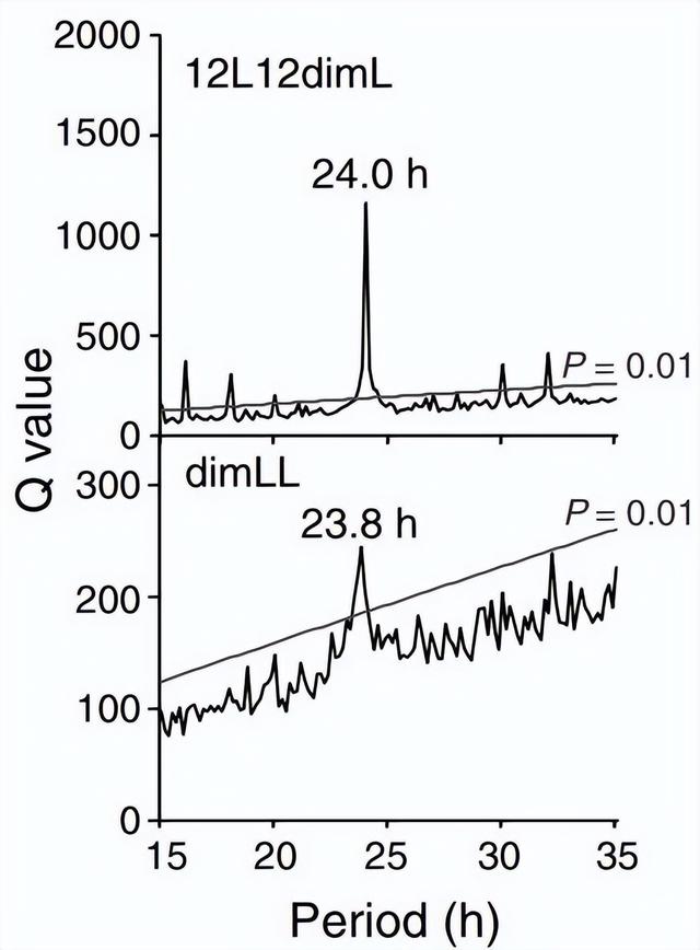 公鸡打鸣是什么时辰，公鸡一般什么时候打鸣（公鸡为什么会在早晨打鸣）