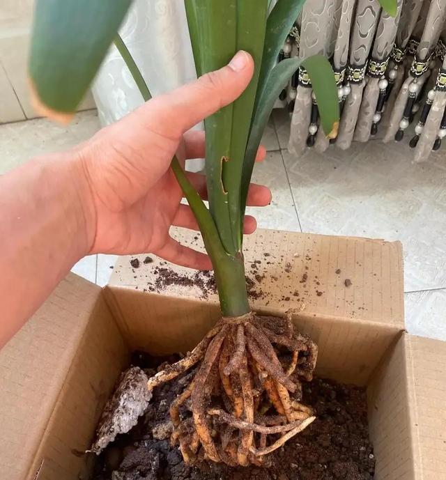 植物消毒杀菌药有哪些，植物消毒杀菌药有哪些品种（过期小药片是“养花宝”）