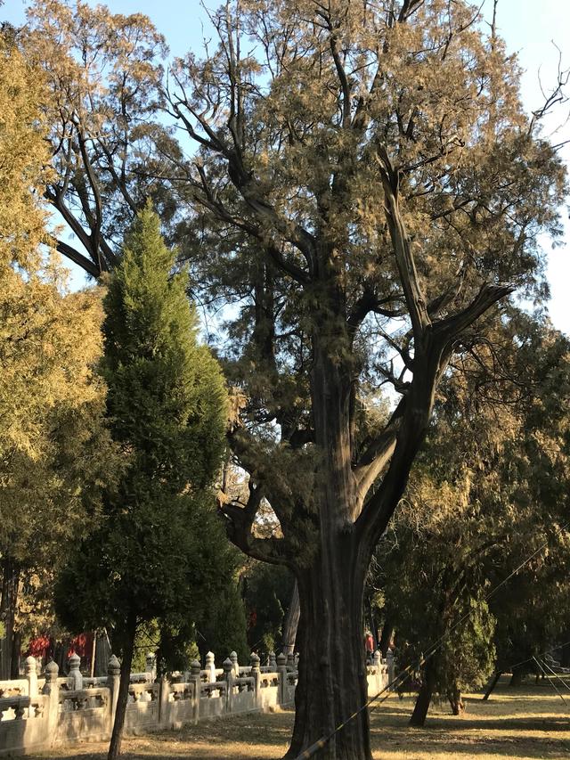 弥高是什么意思，钻之弥坚仰之弥高是什么意思（重游孔庙之—：孔庙的石坊庙门）