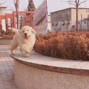 别说你爱我网名，别说你爱我微信昵称（狗狗对你有这些行为）