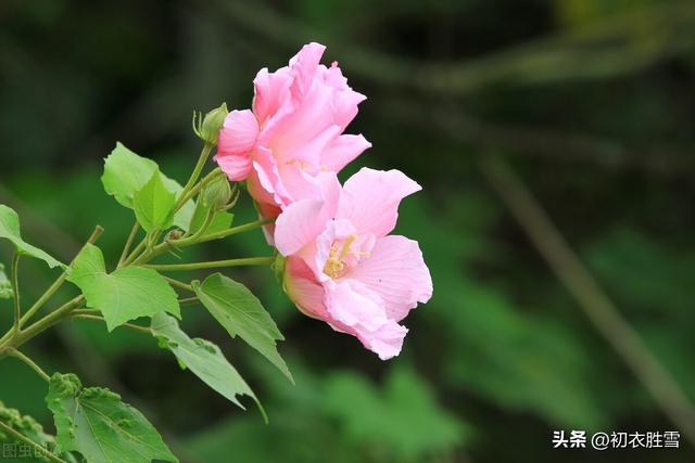 赞美花的句子，冬天赞美花的句子（晚秋春色木芙蓉古诗五首）