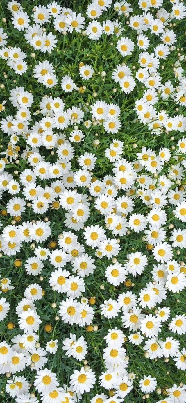 1,小雏菊壁纸‖ 生活如果不宠你,更要善待自己