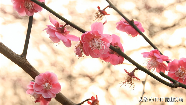 梅花寓意代表什么意思，梅花的寓意以及象征意义（梅花的寓意象征、花期花语）