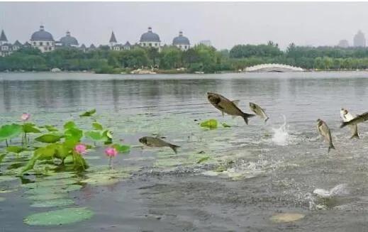 皖鱼和鲩鱼区别，鲩鱼和草鱼的区别（鲢、鳙、青、草名称是个啥含义）