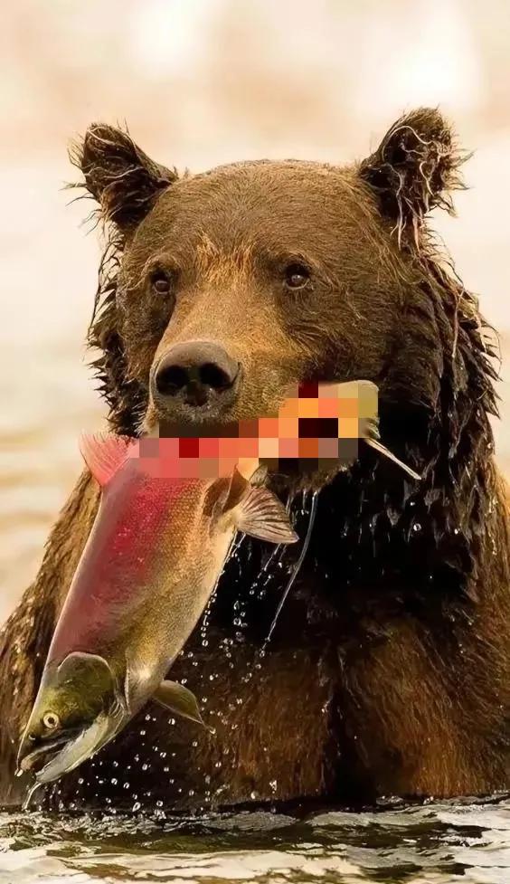 36张罕见鱼类高清图鉴：揭秘深海奇鱼与神秘水族的绝美真容