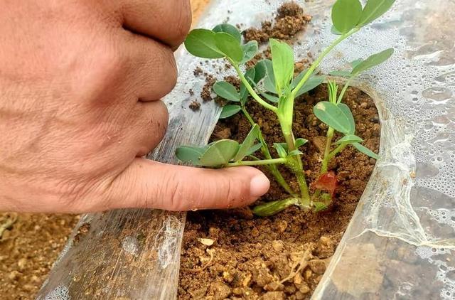 花生的种植方法与管理技术，花生的种植方法与管理技术视频（花生高产栽培技术的8个要点）