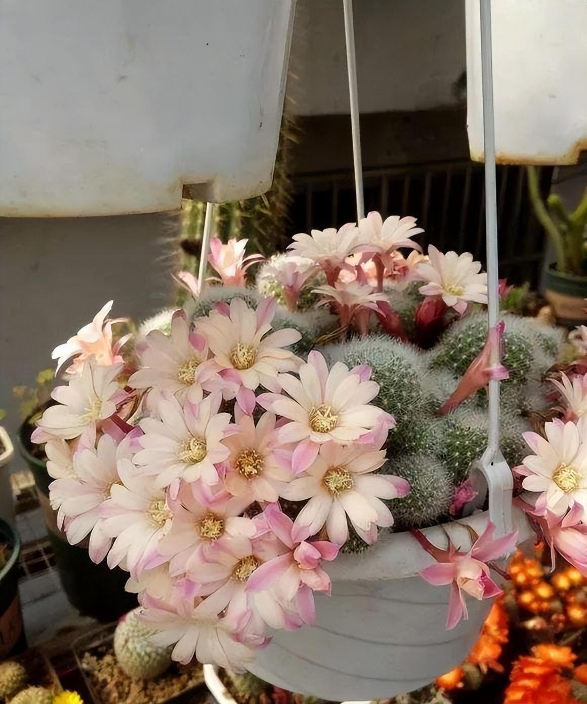 马齿苋多少钱一棵，马齿苋药材价格（堪称“死不了”）