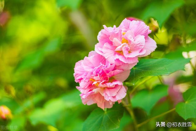 赞美花的句子，冬天赞美花的句子（晚秋春色木芙蓉古诗五首）