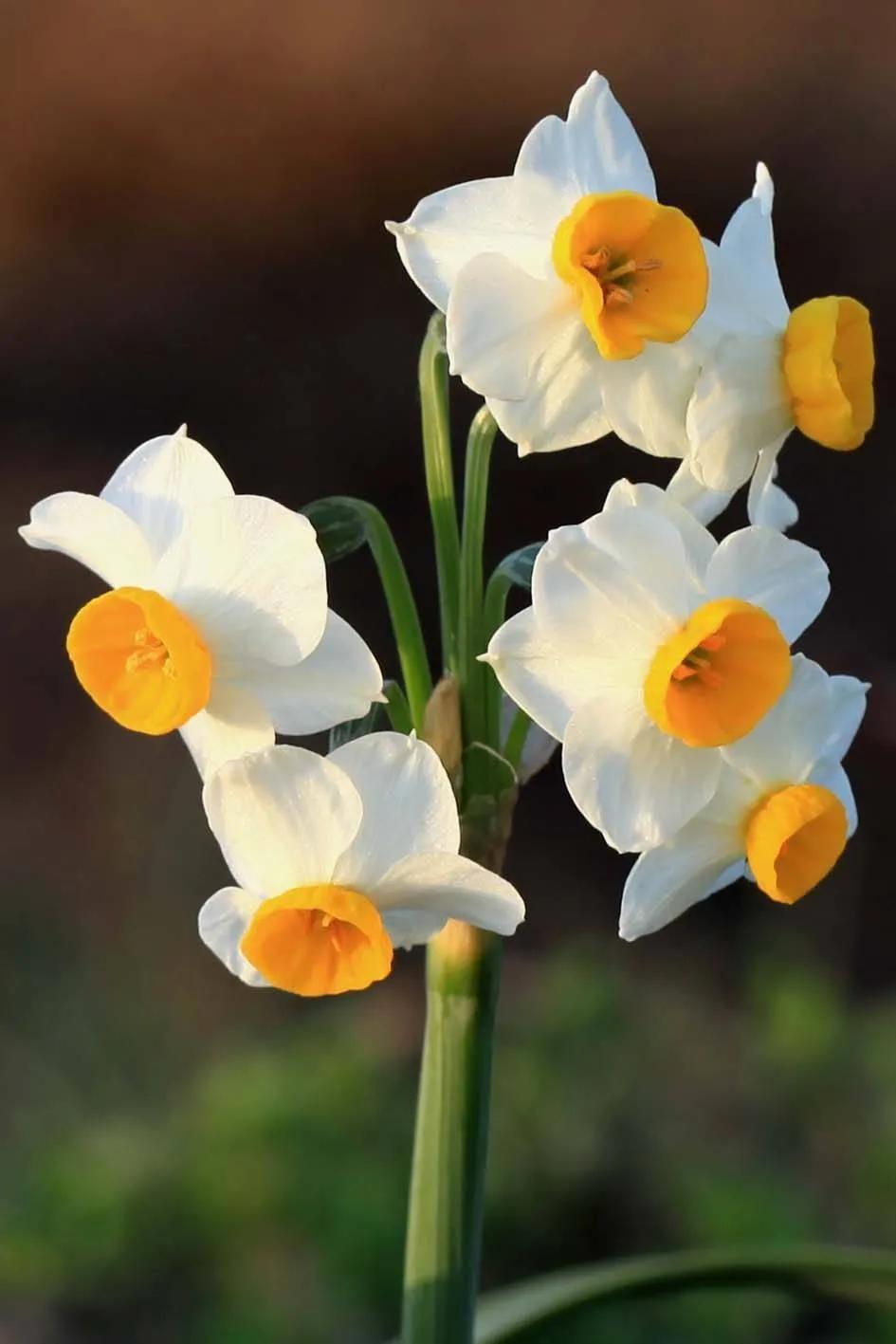清香的水仙花(30个素洁馨香的水仙品种欣赏) - 彝家农业网