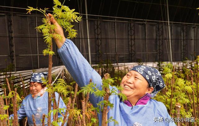 香椿芽的种植方法，从播种育苗到管理采收