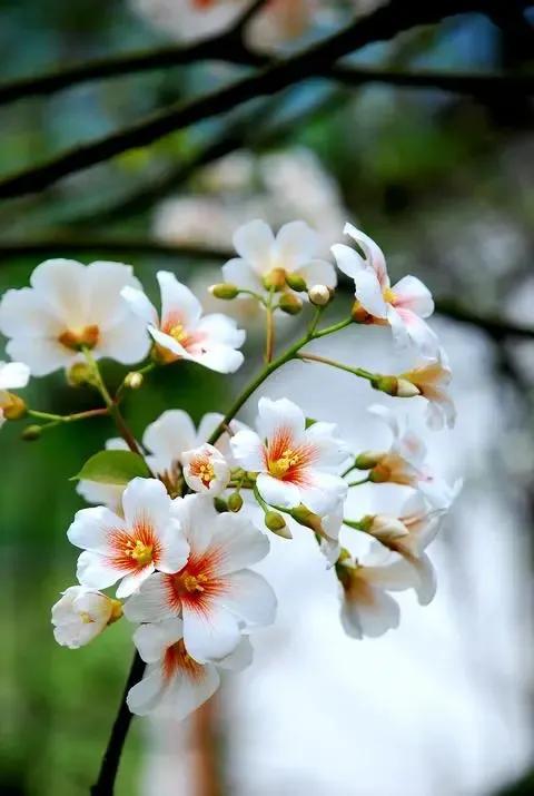 鲜花花语大全，鲜花花语大全ppt（100种花的花语）