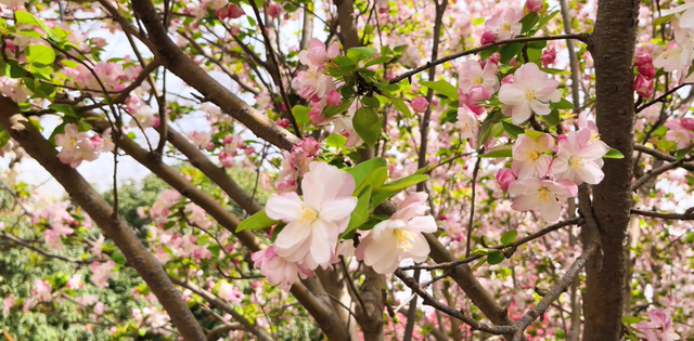 郑州周边免费景点，郑州最近免费旅游景点大全（不出郑州的8个赏花遛娃地）
