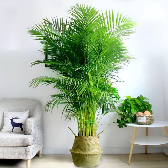 客厅植物选什么好，客厅放什么植物最好呢（5种“大绿植”）
