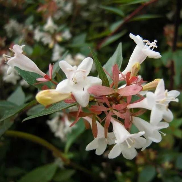 鲜花的花语和花的数目的寓意，鲜花数量的寓意（100种迷人的“数字花”）