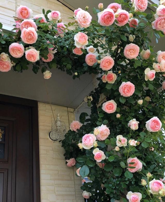 月季花哪个品种最好，月季花哪种品种最好（月季花有上万多个品种）