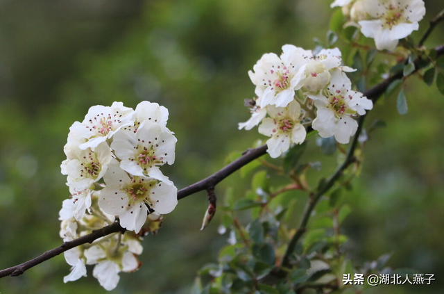 春天能吃的野菜大全，春天都有哪些野菜可以吃（送你63种野菜大图鉴）