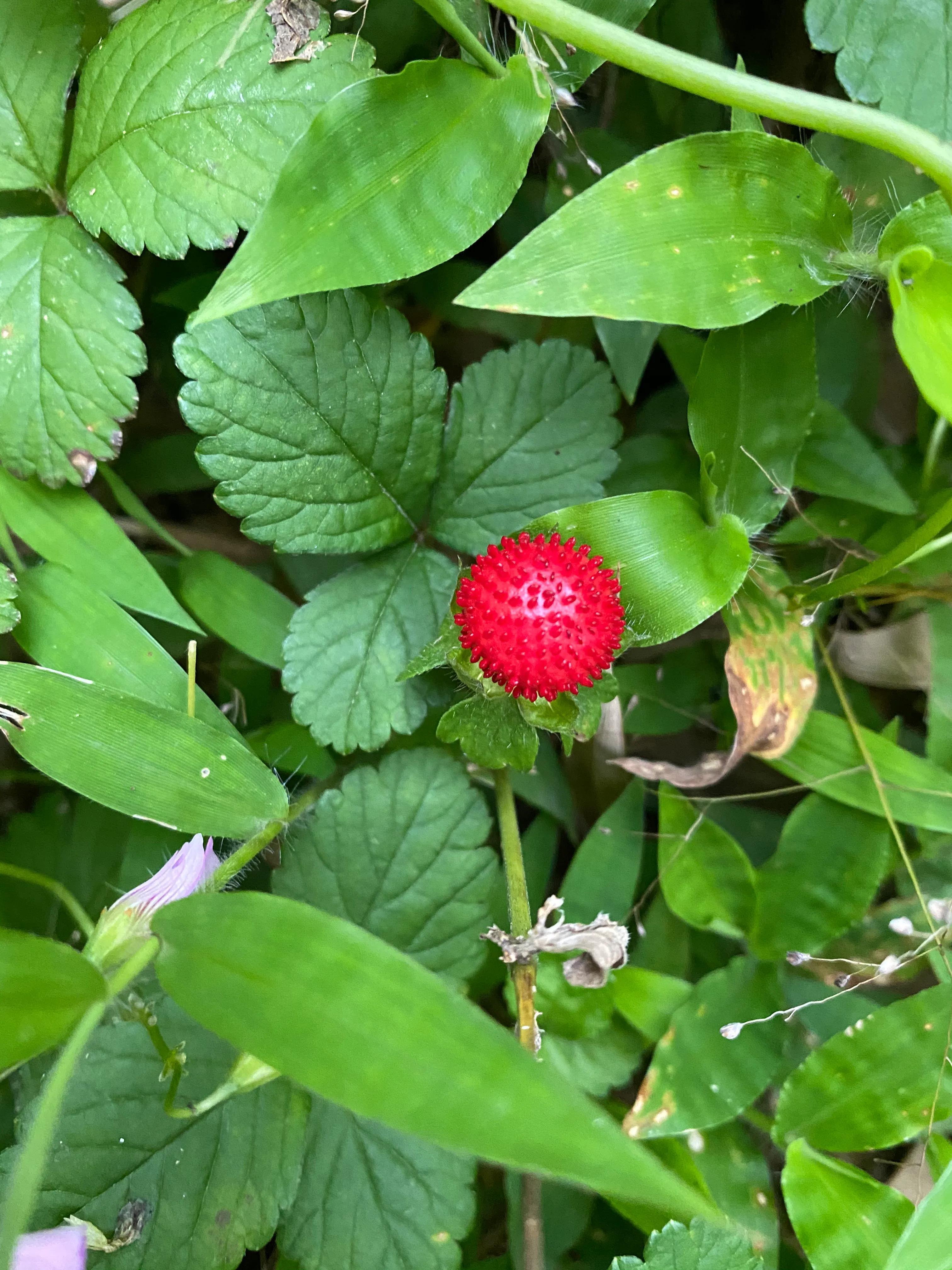 蛇莓可以直接吃吗图片(路边的蛇莓能吃吗)