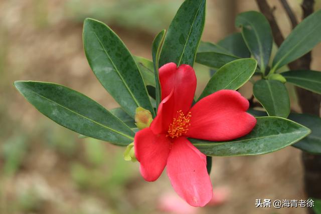 山茶花是什么季节开的，山茶花是什么季节开的?是几月（花大色艳的“植物界大熊猫”杜鹃叶山茶）