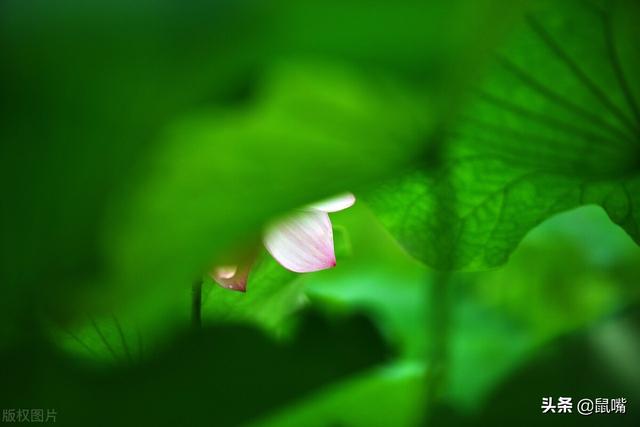 生于卒于怎么读，一个口一个卒怎么读（《史记》原文 译文<七十七>）