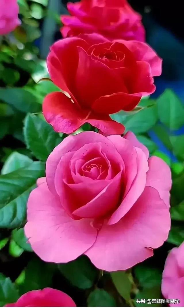 七夕节的图片，七夕浪漫情人节，玫瑰壁纸（七夕节的图片）