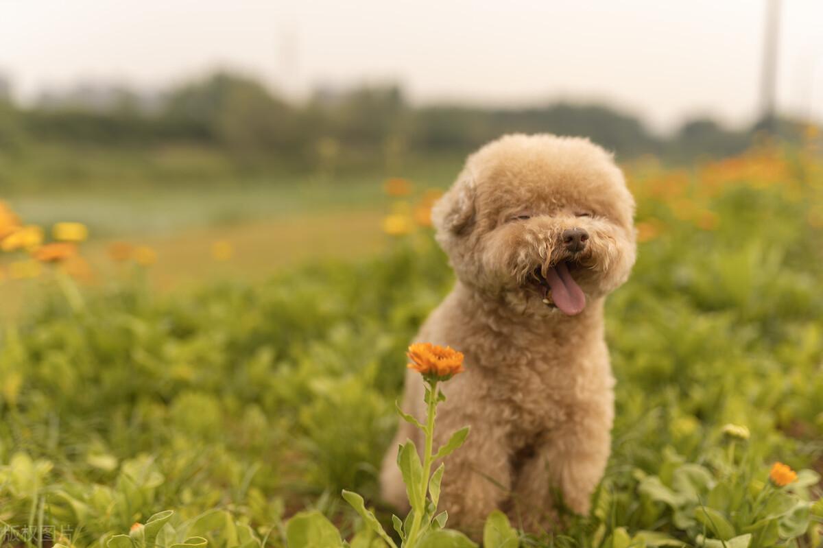 一只泰迪犬多少钱 一只泰迪犬多少钱一只