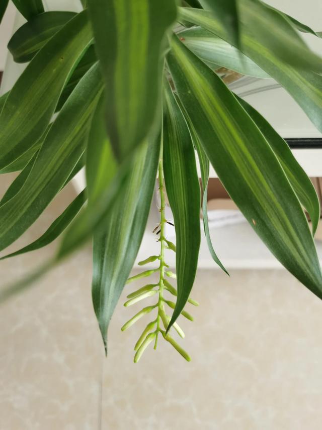 鲜花的花语和花的数目的寓意，鲜花数量的寓意（100种迷人的“数字花”）