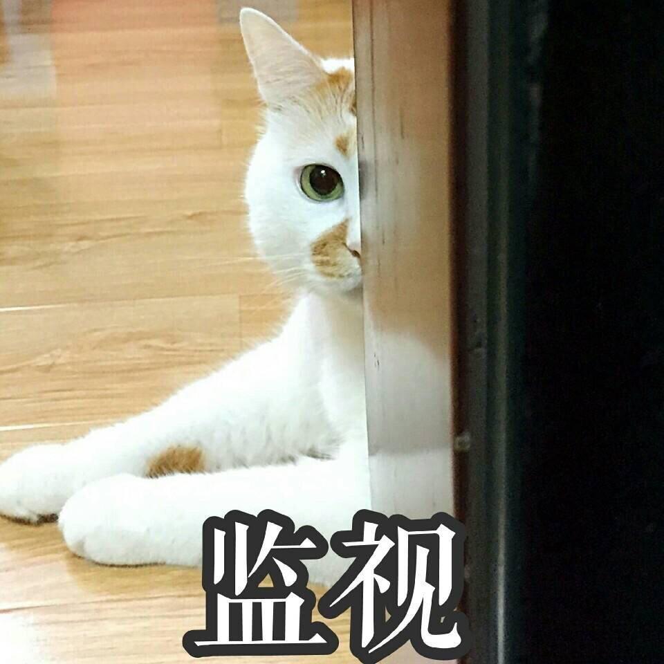 刚断奶小猫一次吃多少粒猫粮 断奶后的小猫一天喂几次