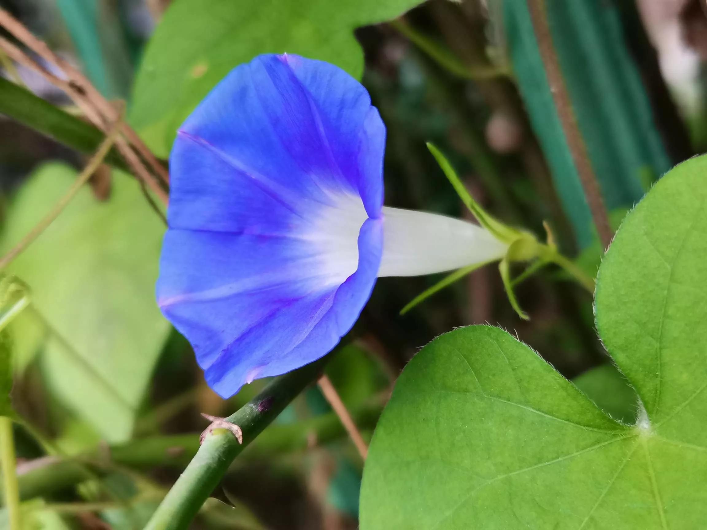 牵牛花图片大全，牵牛花品种大全（与君共赏牵牛花美图大全）