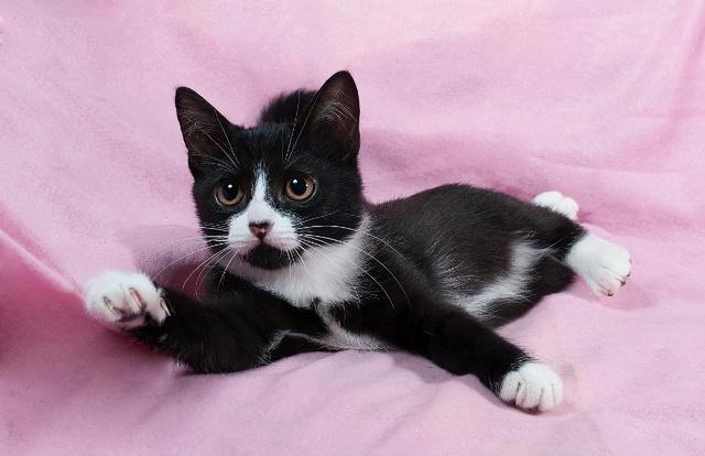 一个月幼猫怎么养，一个月大的猫咪怎么养（教你手把手将刚出生的猫咪给带大）