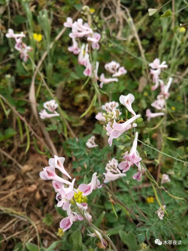 那些四月里开出绚烂花儿的野生植物们，四月有什么花开花