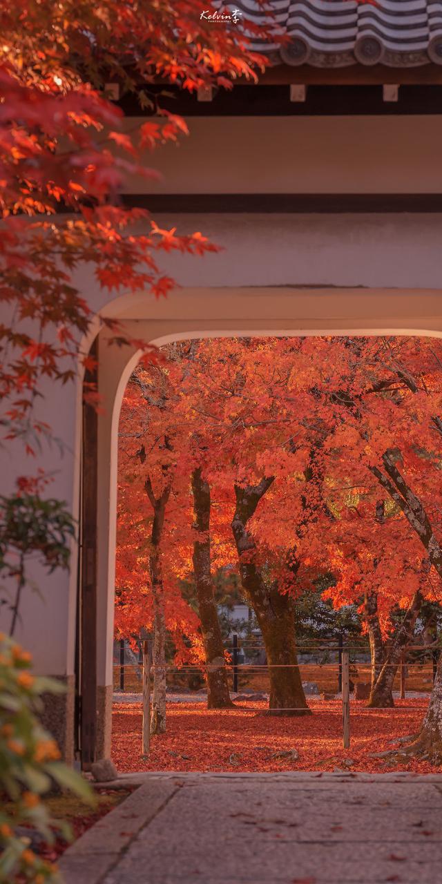 简短走心的文字背景图 怪我没有见过玫瑰，所以对野花情有独钟，最走心的图片文字（那一些念念不忘却没有回响的文案）