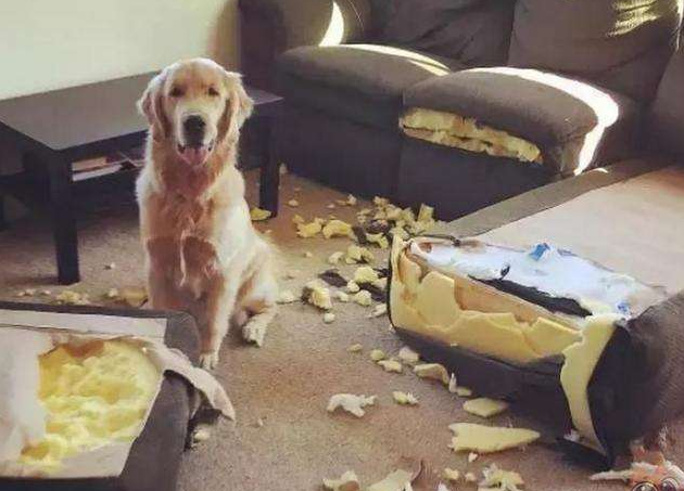 成年金毛多少斤，金毛成年体长多少厘米（生活变化太大了）