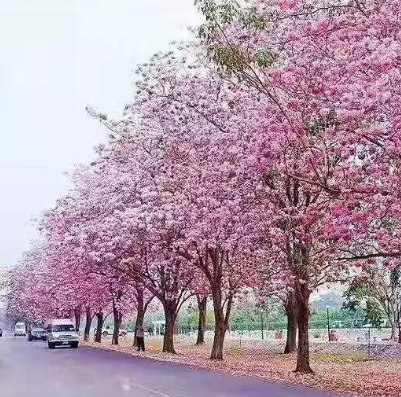 风铃木花象征意义，粉色风铃木花象征意义（你所在的城市哪条街有它的身影）