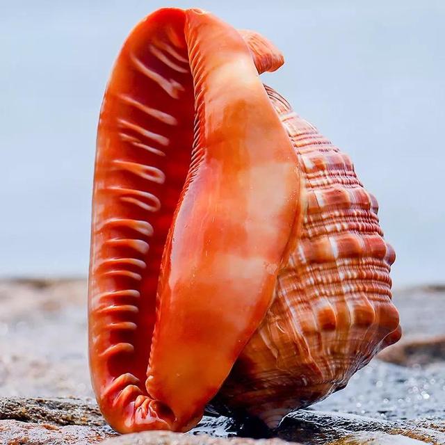 贝壳的样子像什么，贝壳的样子是什么（漂亮的贝壳，好喜欢）