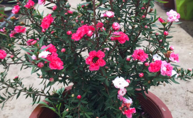松红梅怎么养才开花，冬天养花赏花就种植松红梅