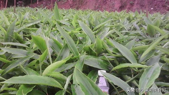 芦苇叶怎么保存时间长，芦苇叶保存方法（带你认识农村15种常见的“粽子叶”）