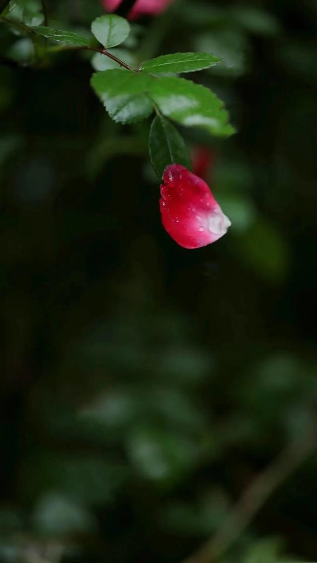 花开瞬间美文，花开的瞬间作文600字（也遇见内心的朴素）