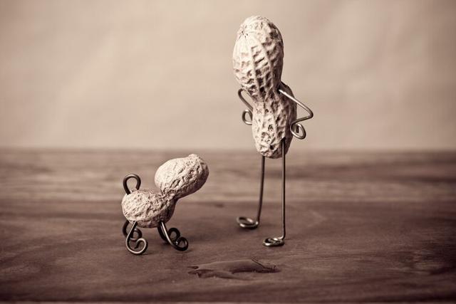 新鲜花生的营养价值及功效与作用，鱿鱼的功效与作用及营养价值（心血管疾病风险降低13%）