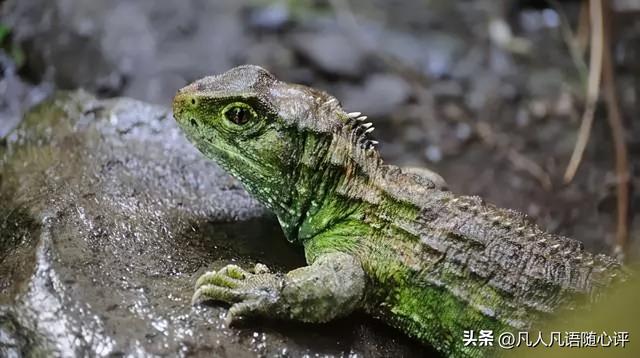 世界上最大的蛋，世界上产蛋最大的鸟是什么（这些新西兰的“神奇宝贝”）