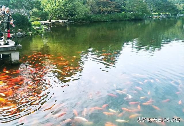 为什么要做鱼池景观水处理，为什么要在蓄水池里放鱼（为什强烈推荐花园鱼池要做水循环过滤系统）