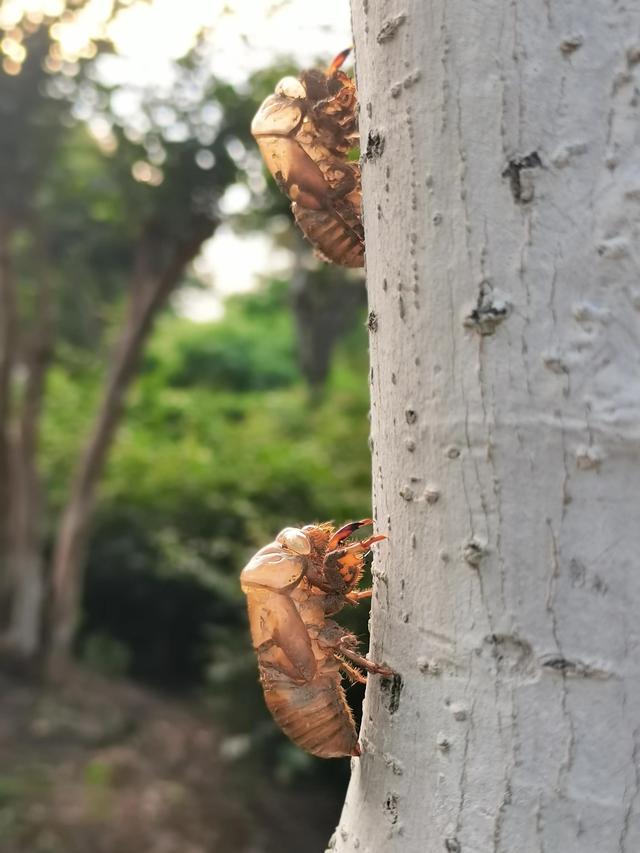 蝉蜕的功效与作用，蝉蜕的作用与功效（蝉蜕：高风亮节，破茧重生之美）
